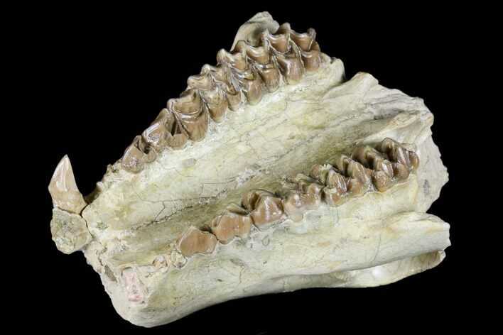 Partial, Fossil Oreodont (Merycoidodon) Skull - Wyoming #174371